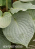 Hosta 'Blueberry Muffin' - New Forest Hostas & Hemerocallis