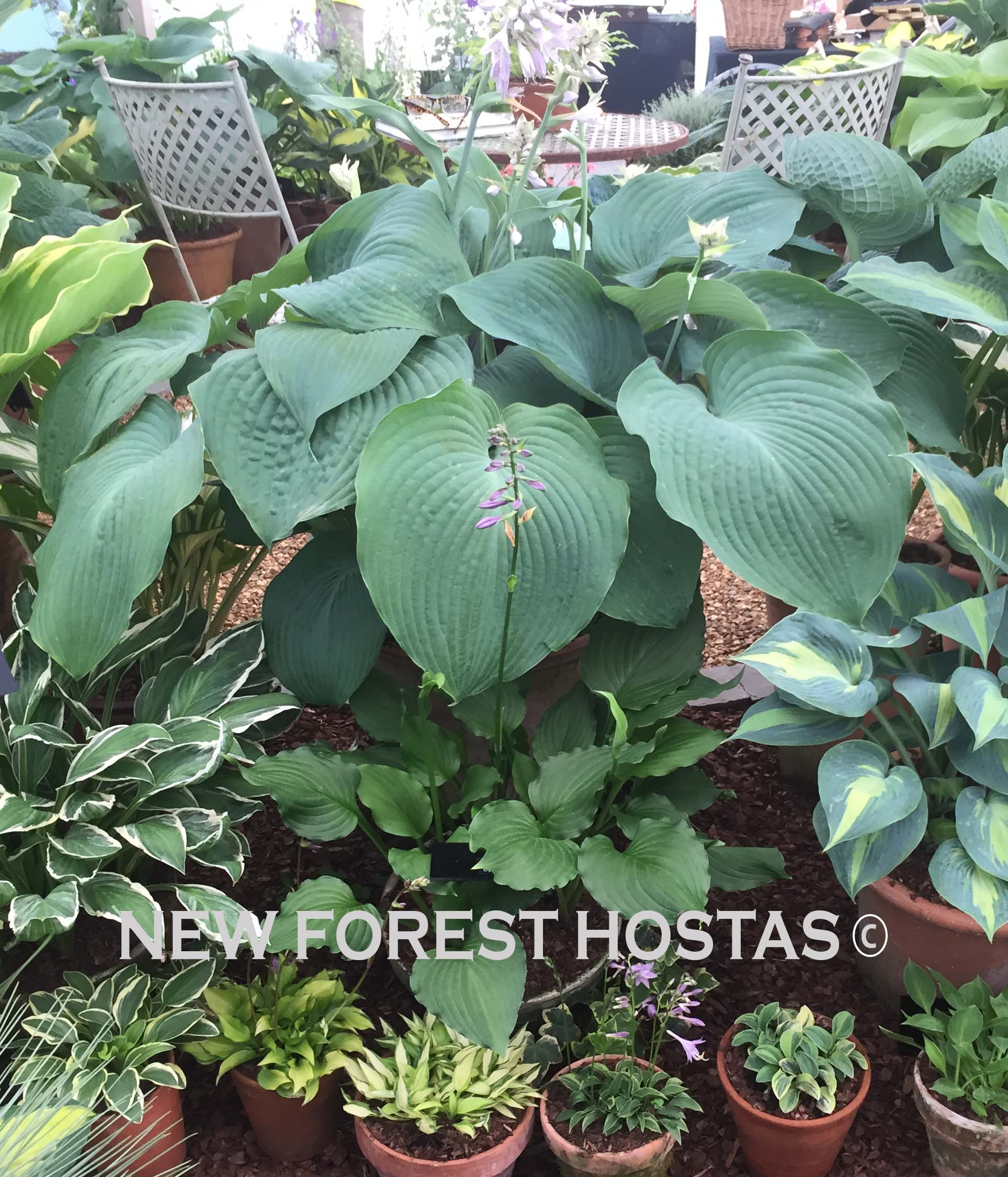 Hosta 'Blue Angel' - New Forest Hostas & Hemerocallis