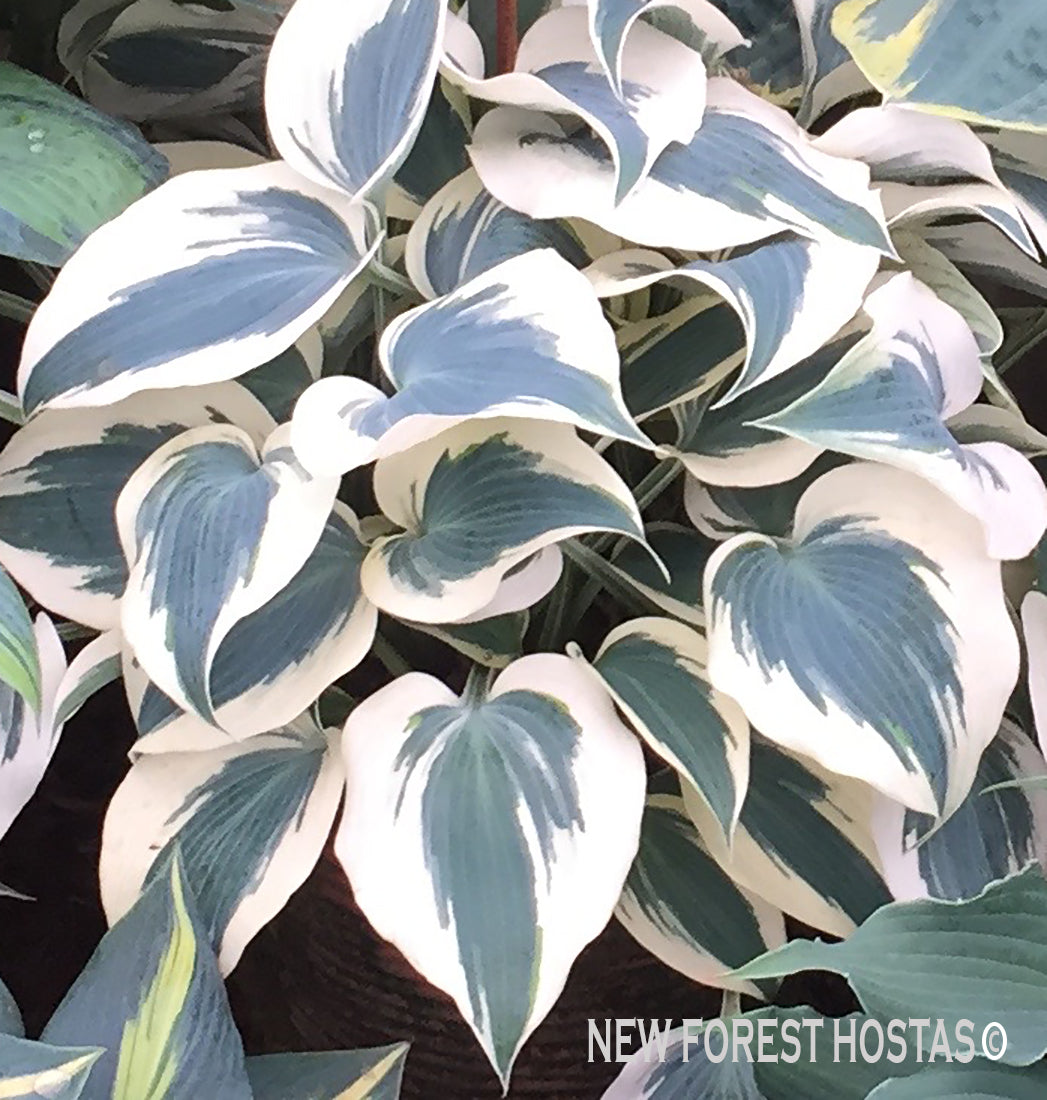 Hosta 'Blue Ivory' - New Forest Hostas & Hemerocallis