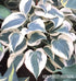 Hosta 'Blue Ivory' - New Forest Hostas & Hemerocallis