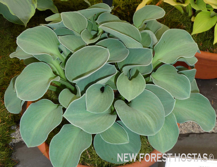Hosta 'Blue Mouse Ears'