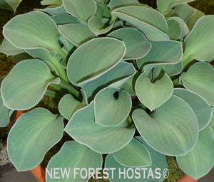 Hosta 'Blue Mouse Ears' - New Forest Hostas & Hemerocallis