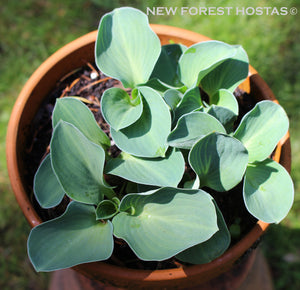 Hosta 'Blue Mouse Ears' - New Forest Hostas & Hemerocallis