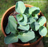 Hosta 'Blue Mouse Ears' - New Forest Hostas & Hemerocallis