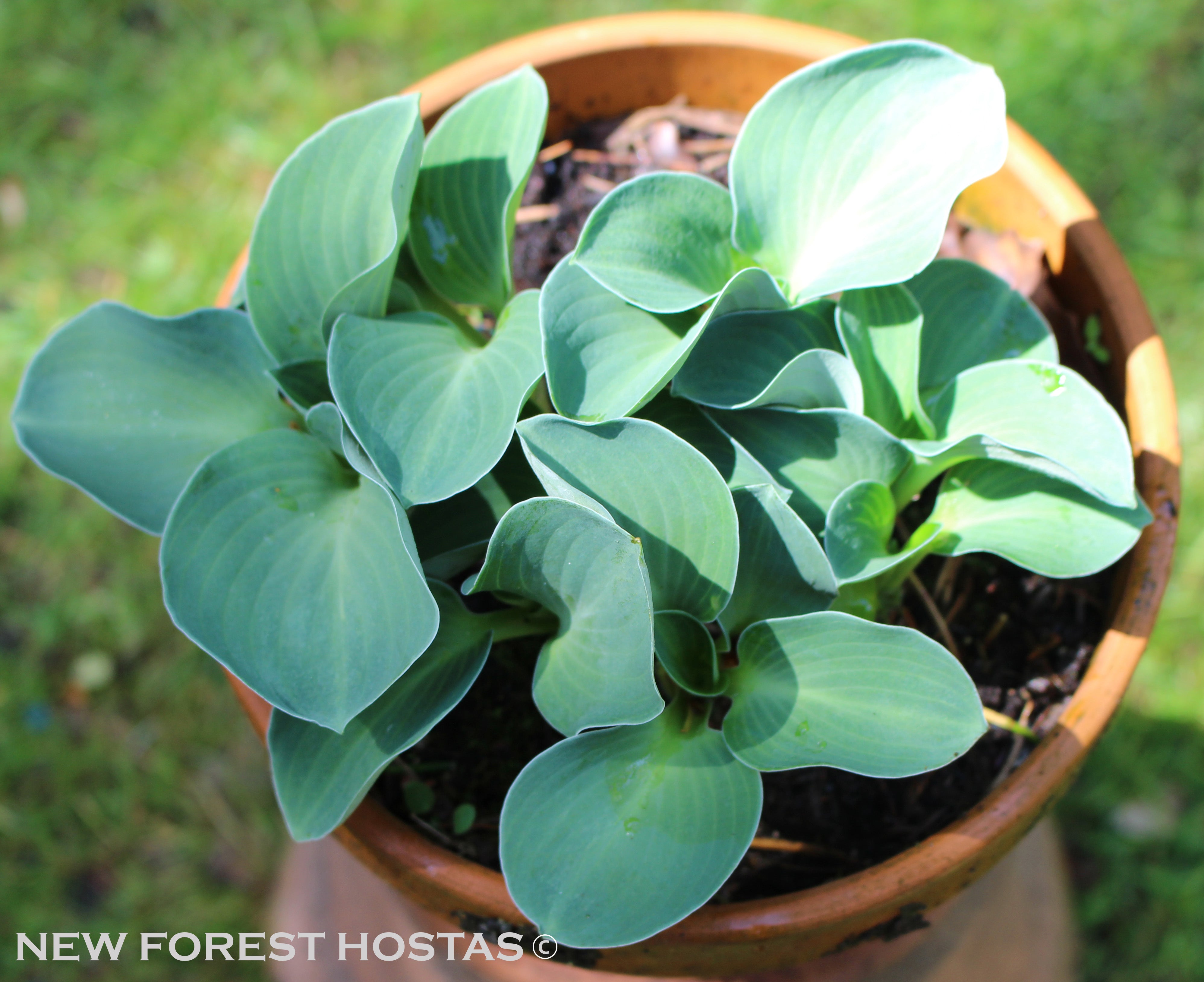 Hosta 'Blue Mouse Ears' - New Forest Hostas & Hemerocallis