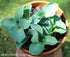 Hosta 'Blue Mouse Ears' - New Forest Hostas & Hemerocallis