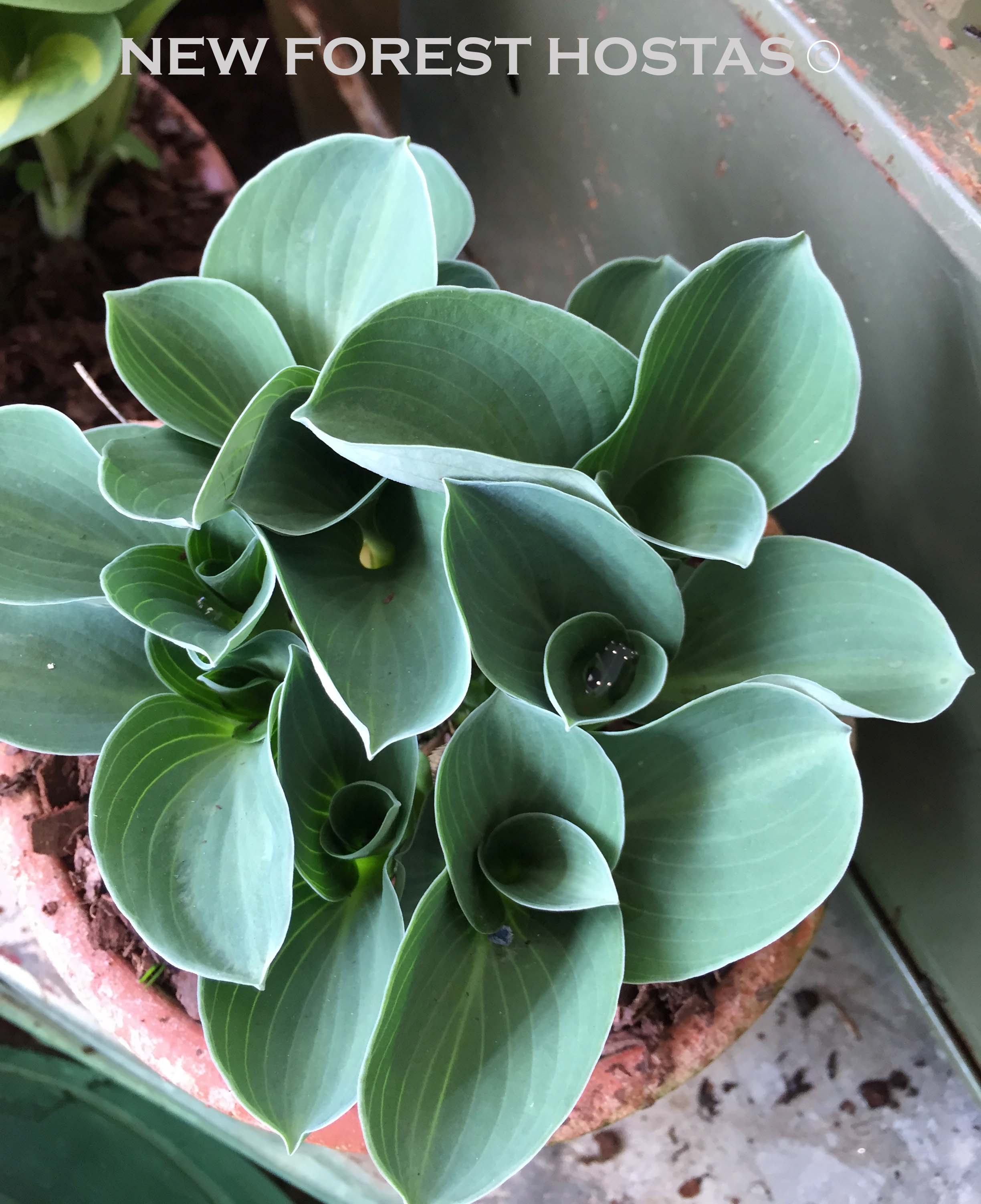Hosta 'Blue Mouse Ears' - New Forest Hostas & Hemerocallis