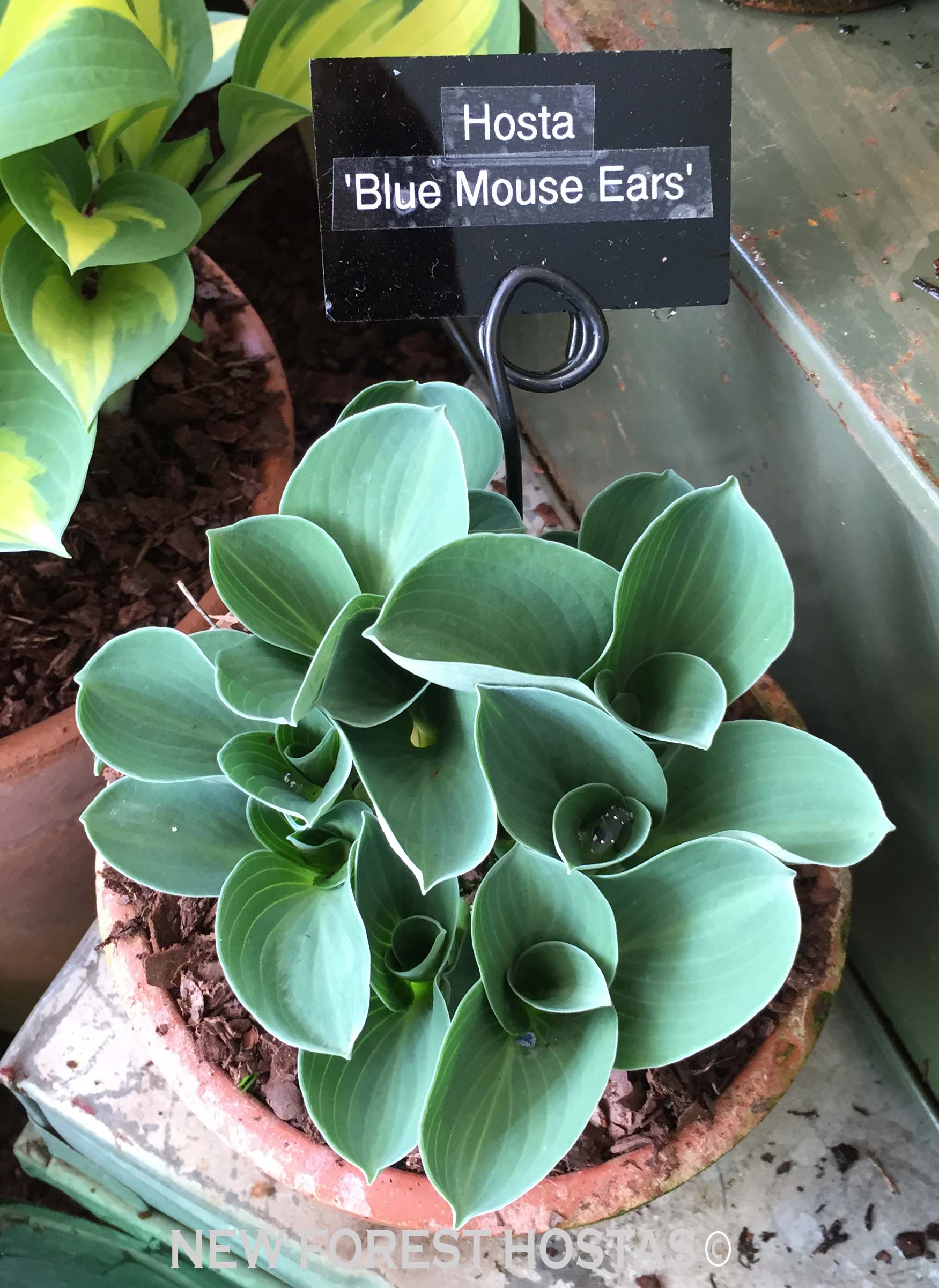 Hosta 'Blue Mouse Ears' - New Forest Hostas & Hemerocallis