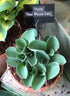 Hosta 'Blue Mouse Ears' - New Forest Hostas & Hemerocallis
