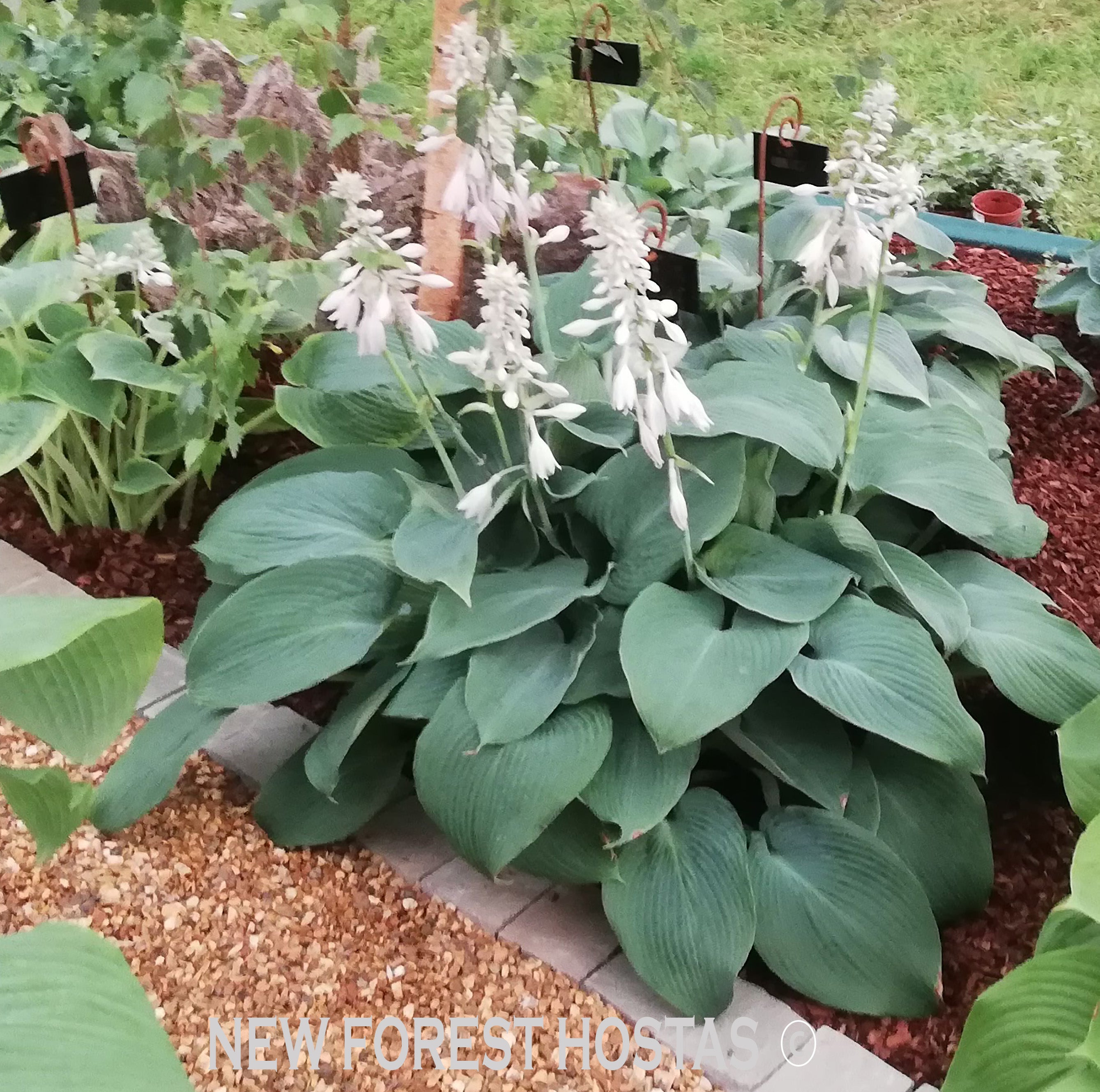 Hosta 'Blue Vision' - New Forest Hostas & Hemerocallis
