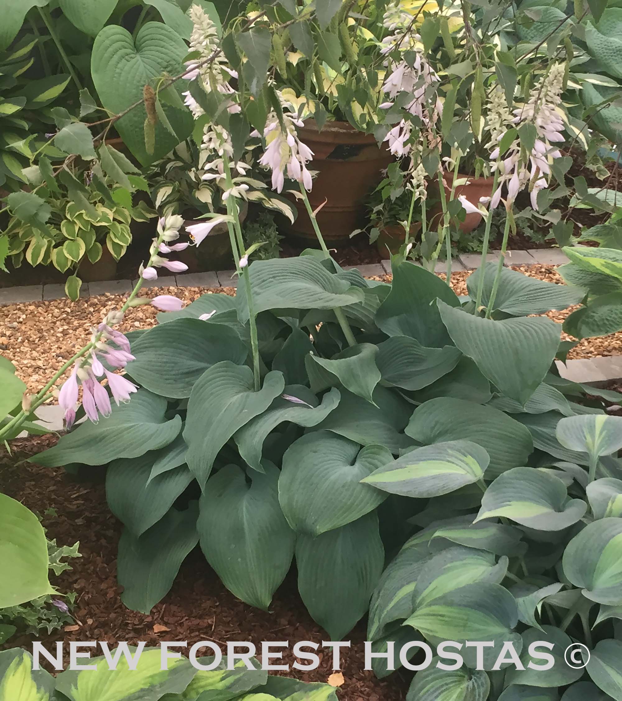 Hosta 'Blue Vision' - New Forest Hostas & Hemerocallis