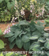 Hosta 'Blue Vision' - New Forest Hostas & Hemerocallis
