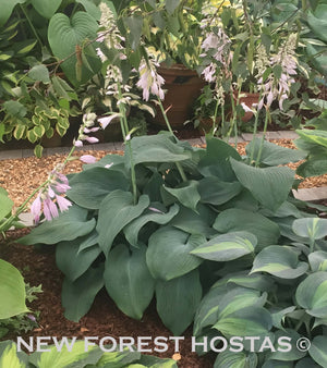 Hosta 'Blue Vision' - Larger Specimen - New Forest Hostas & Hemerocallis