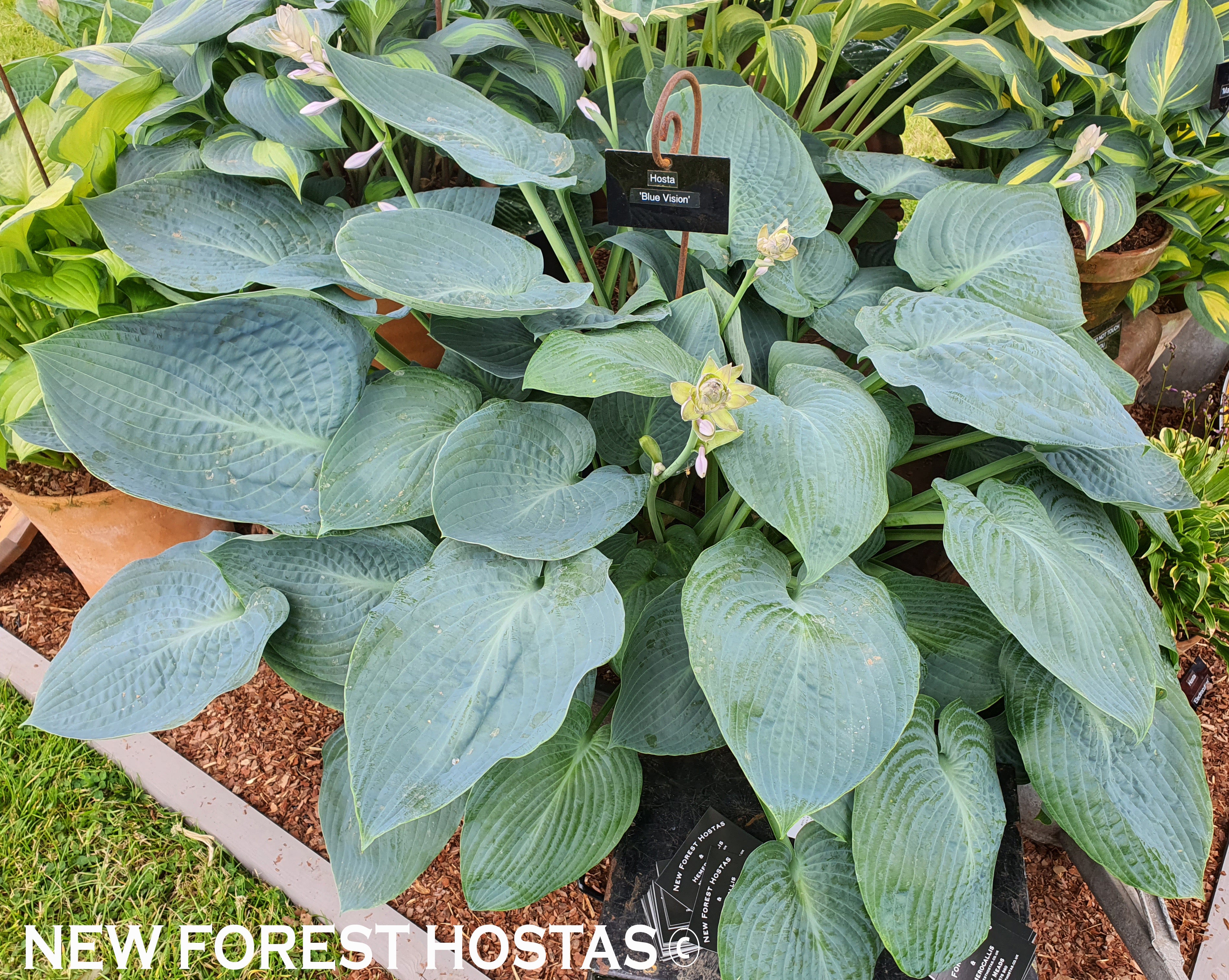 Hosta 'Blue Vision' - New Forest Hostas & Hemerocallis
