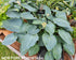 Hosta 'Blue Vision' - New Forest Hostas & Hemerocallis