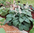 Hosta 'Blue Vision' - New Forest Hostas & Hemerocallis