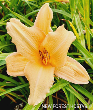 Hemerocallis 'Blushing Belle' - New Forest Hostas & Hemerocallis