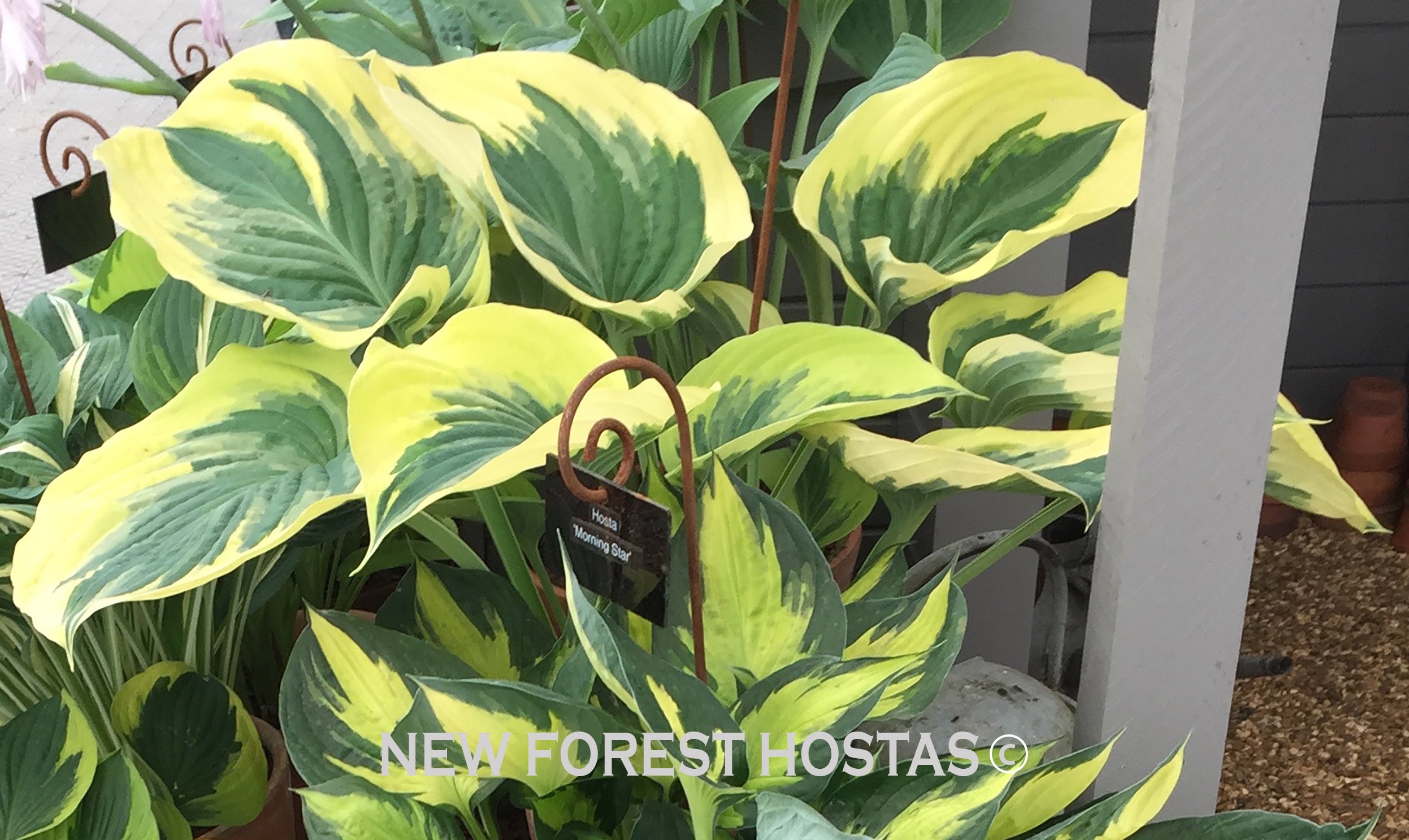 Hosta 'Broadway' - Larger Specimen - New Forest Hostas & Hemerocallis