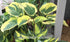 Hosta 'Broadway' - Larger Specimen - New Forest Hostas & Hemerocallis