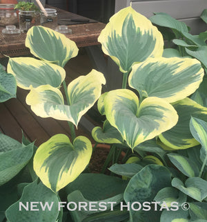 Hosta 'Broadway' - Larger Specimen - New Forest Hostas & Hemerocallis