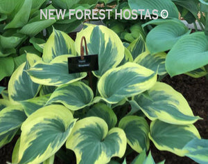 Hosta 'Broadway' - Larger Specimen - New Forest Hostas & Hemerocallis