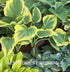 Hosta 'Broadway' - Larger Specimen - New Forest Hostas & Hemerocallis
