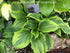 Hosta 'Broadway' - Larger Specimen - New Forest Hostas & Hemerocallis