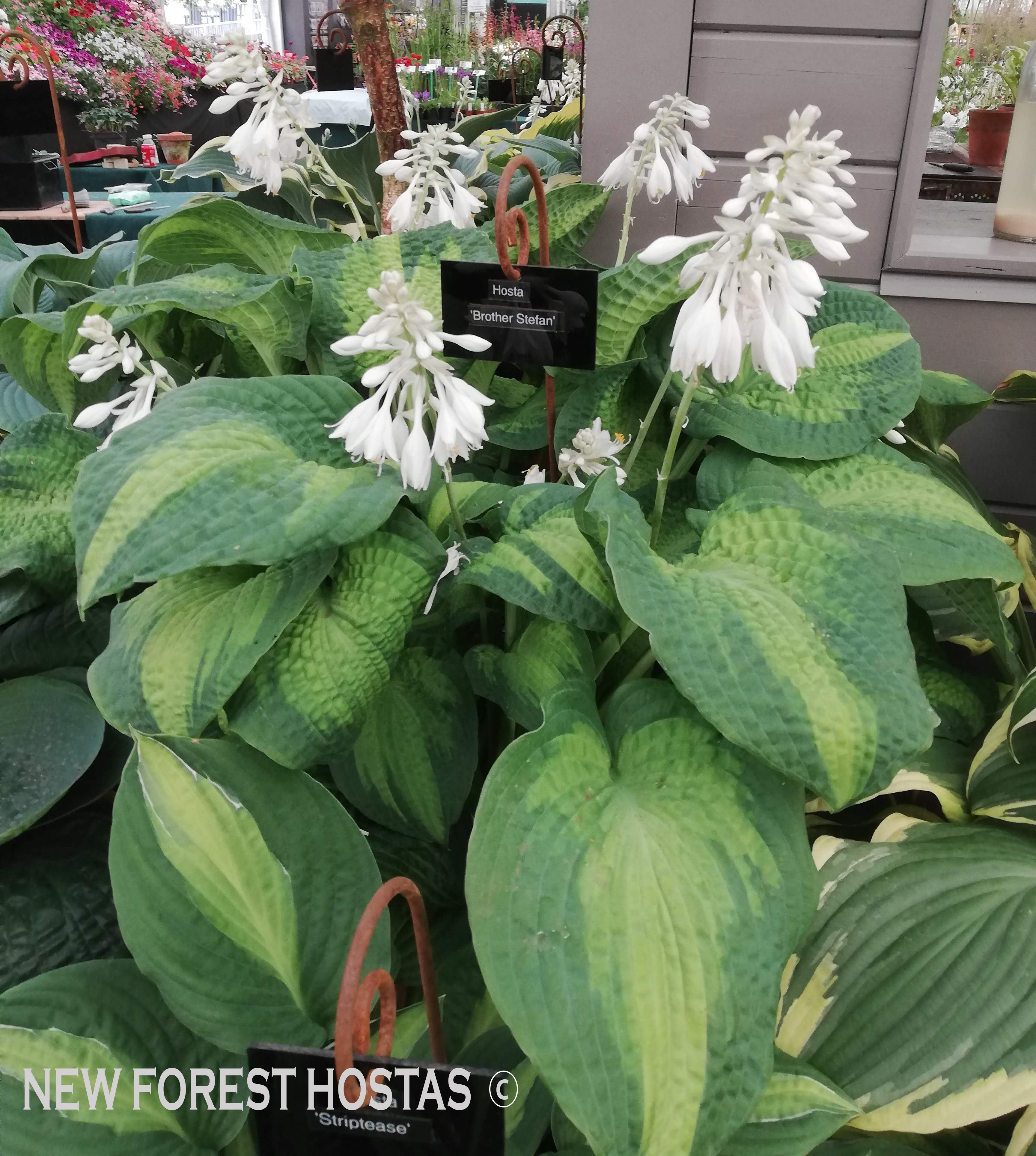 Hosta 'Brother Stefan' - New Forest Hostas & Hemerocallis