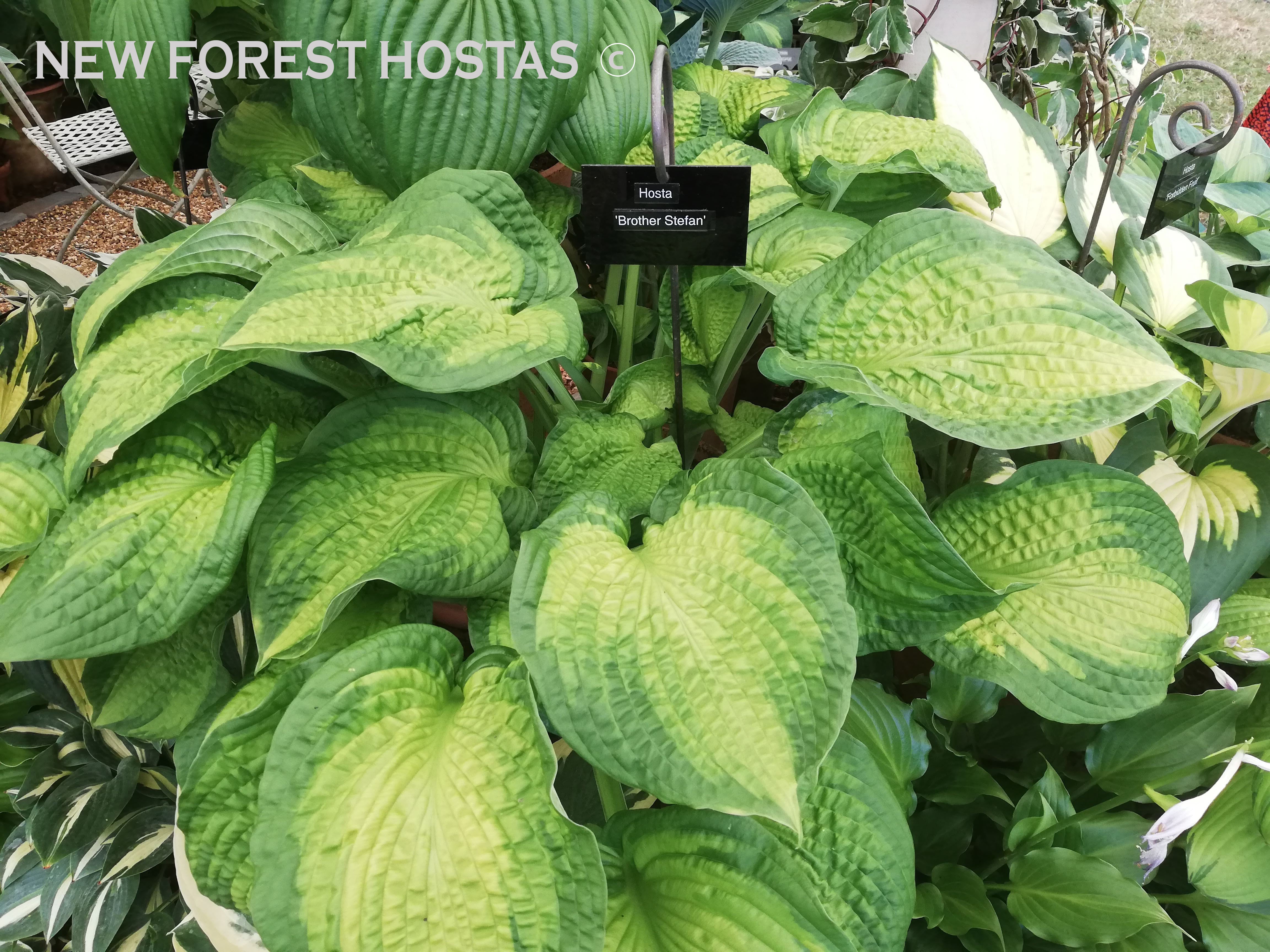Hosta 'Brother Stefan' - New Forest Hostas & Hemerocallis