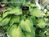 Hosta 'Brother Stefan' - New Forest Hostas & Hemerocallis