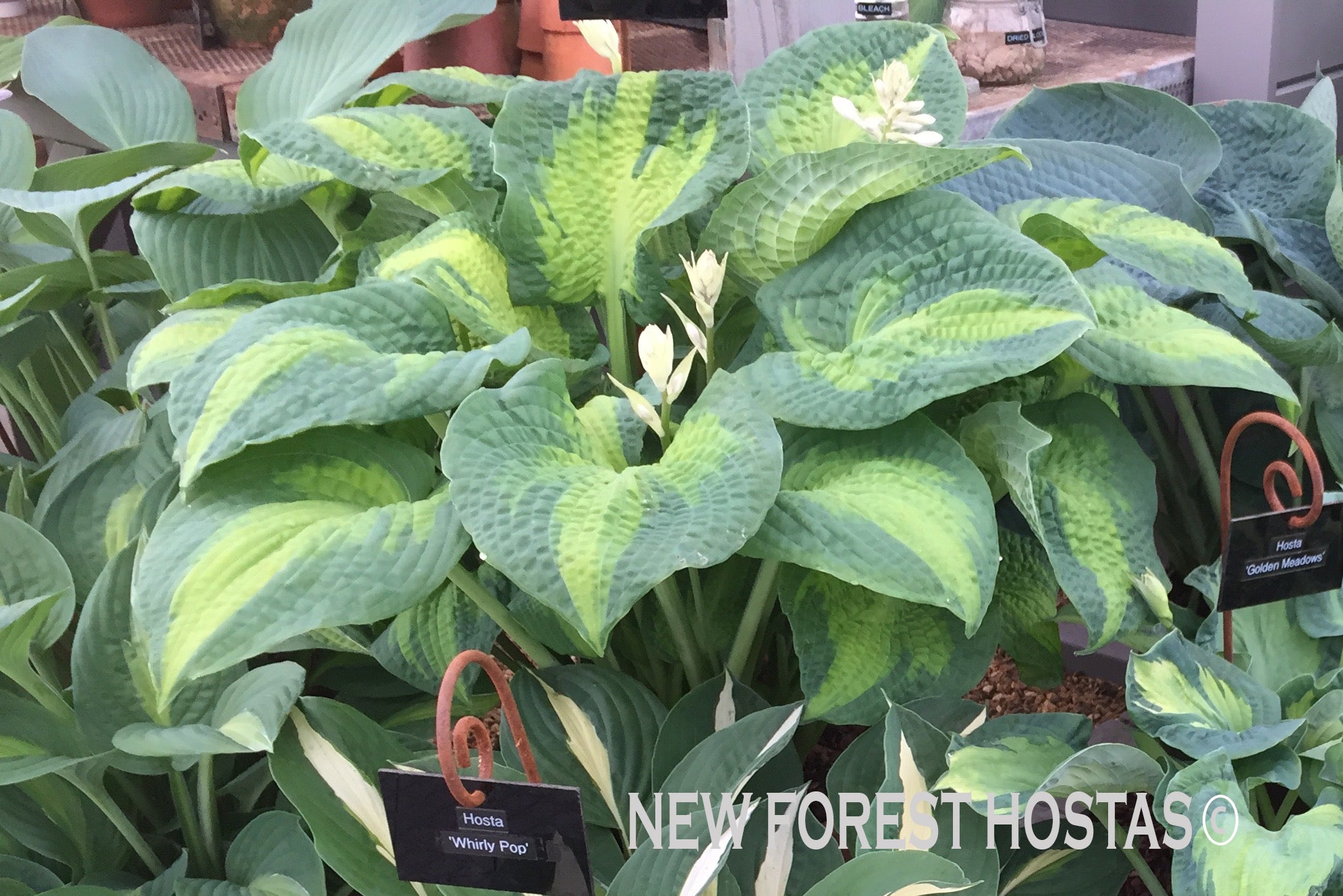 Hosta 'Brother Stefan' - New Forest Hostas & Hemerocallis