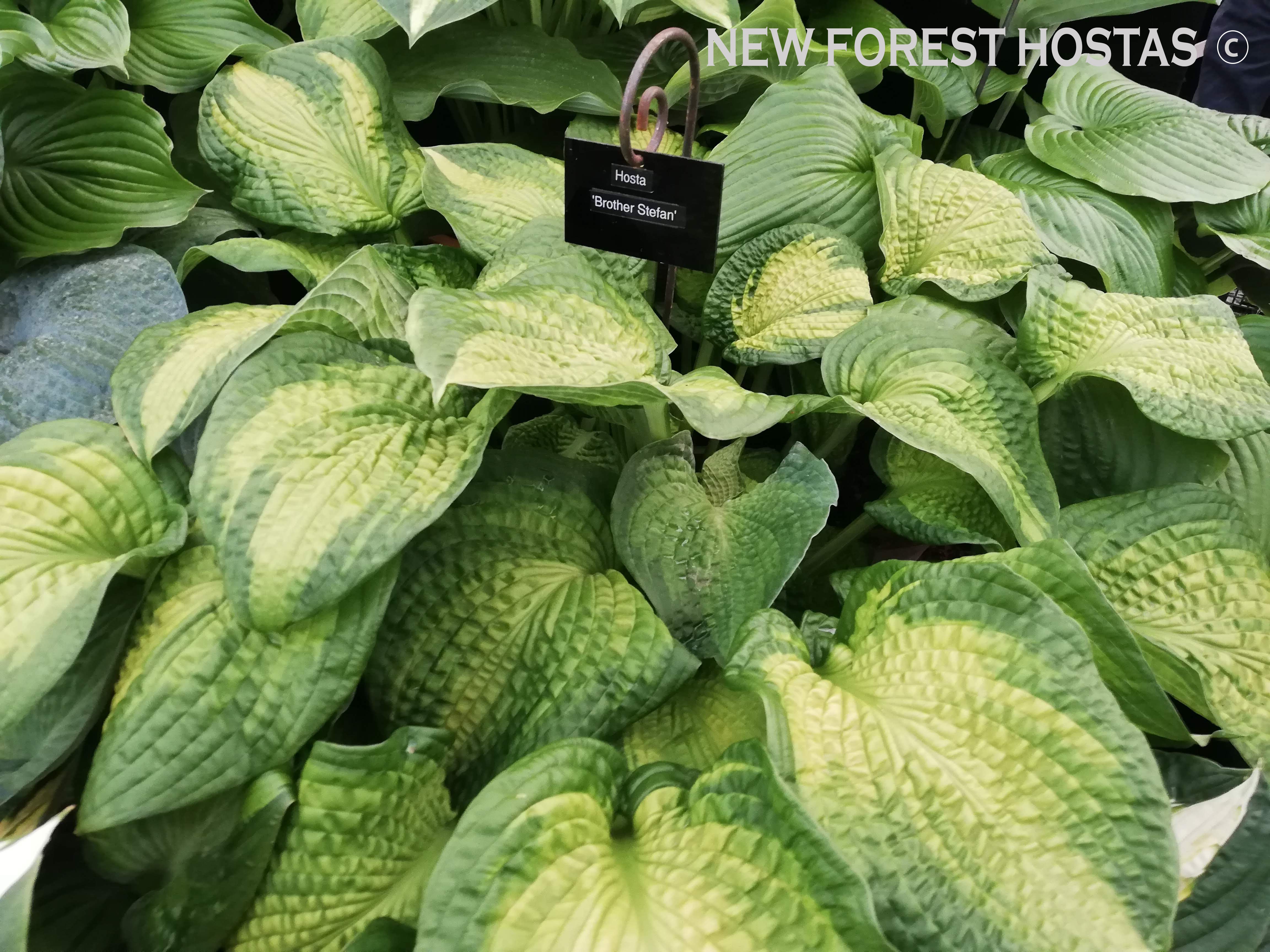 Hosta 'Brother Stefan' - New Forest Hostas & Hemerocallis