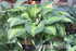Hosta 'Brother Stefan' - New Forest Hostas & Hemerocallis