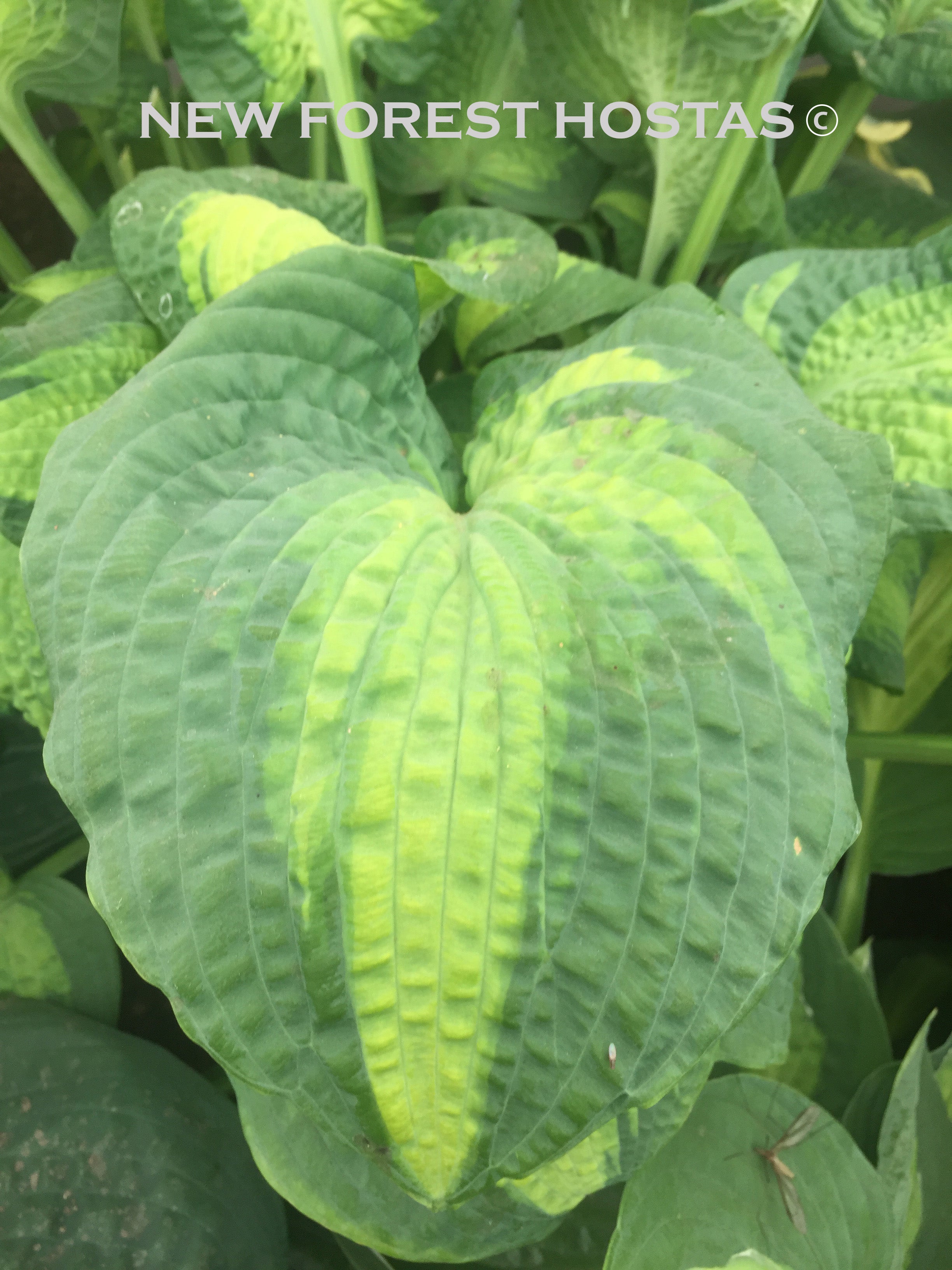 Hosta 'Brother Stefan' - New Forest Hostas & Hemerocallis
