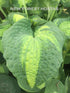 Hosta 'Brother Stefan' - New Forest Hostas & Hemerocallis