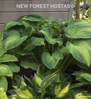 Hosta 'Brother Stefan' - New Forest Hostas & Hemerocallis