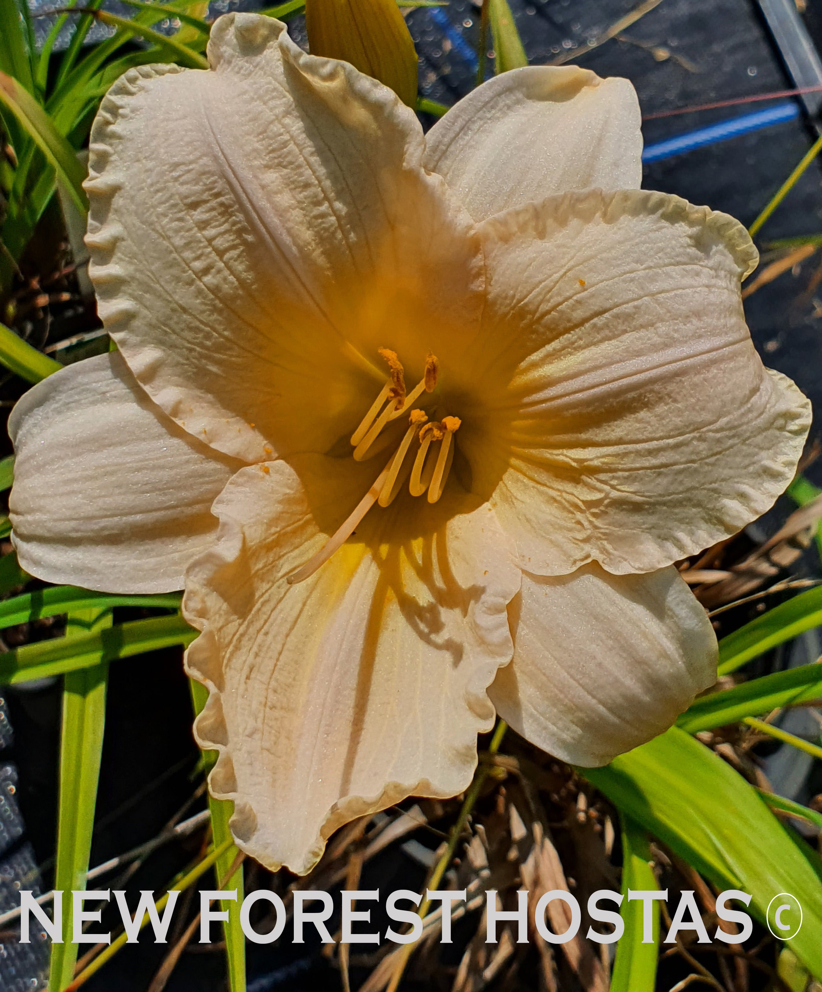 Hemerocallis 'Bunny Puff' - New Forest Hostas & Hemerocallis