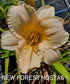 Hemerocallis 'Bunny Puff' - New Forest Hostas & Hemerocallis