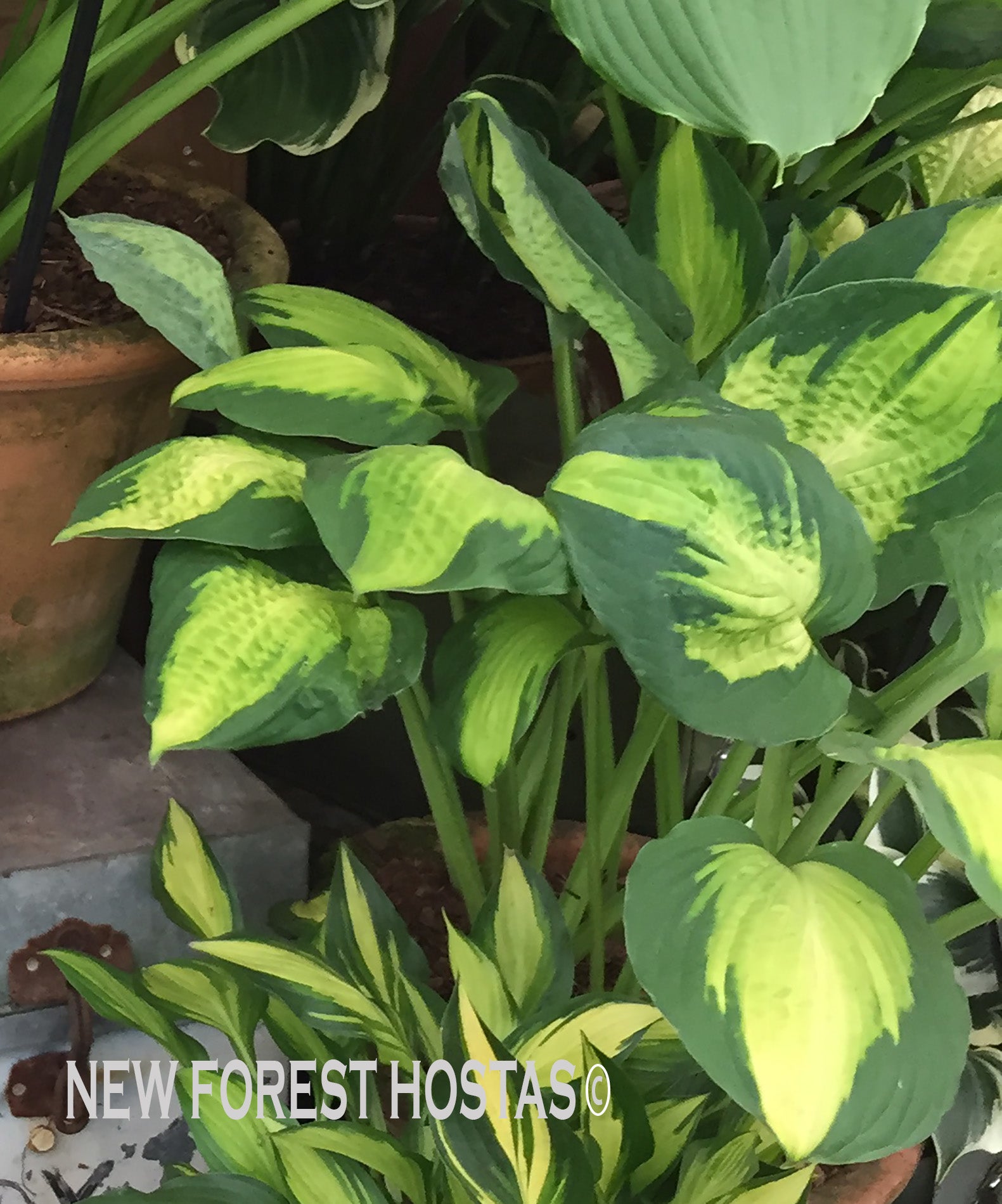 Hosta 'Captain Kirk' - New Forest Hostas & Hemerocallis