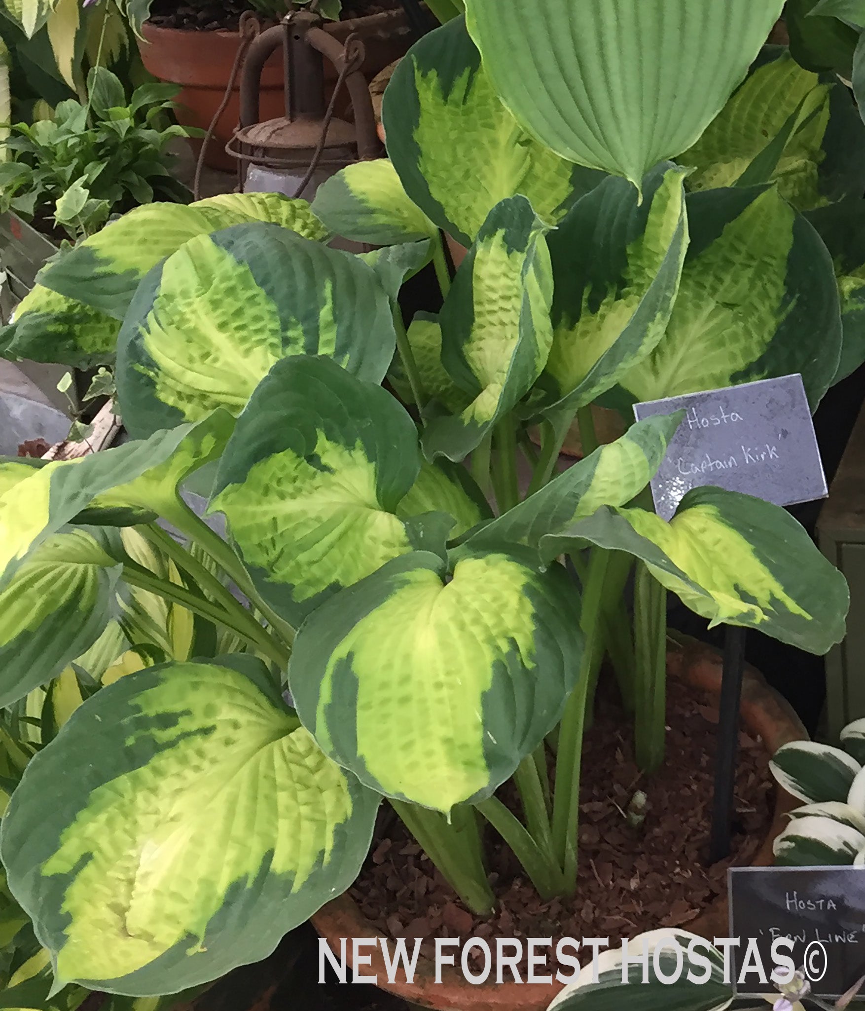 Hosta 'Captain Kirk' - New Forest Hostas & Hemerocallis