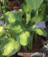 Hosta 'Captain Kirk' - New Forest Hostas & Hemerocallis