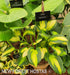 Hosta 'Captain Kirk' - New Forest Hostas & Hemerocallis