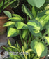 Hosta 'Captain Kirk' - New Forest Hostas & Hemerocallis