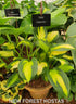 Hosta 'Captain Kirk' - New Forest Hostas & Hemerocallis