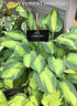 Hosta 'Captain Kirk' - New Forest Hostas & Hemerocallis
