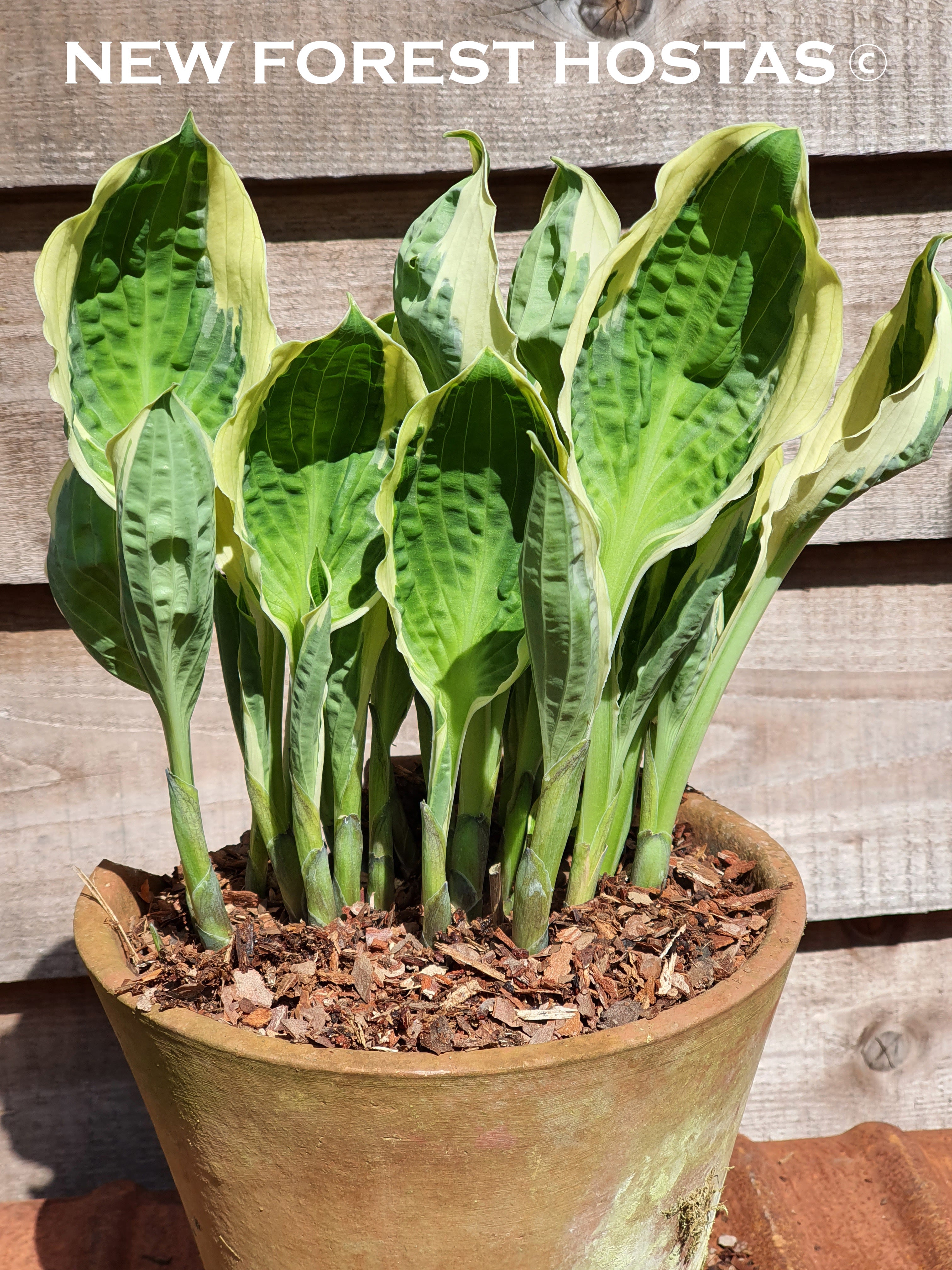 Hosta 'Captain's Adventure' - New Forest Hostas & Hemerocallis