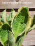 Hosta 'Captain's Adventure' - New Forest Hostas & Hemerocallis