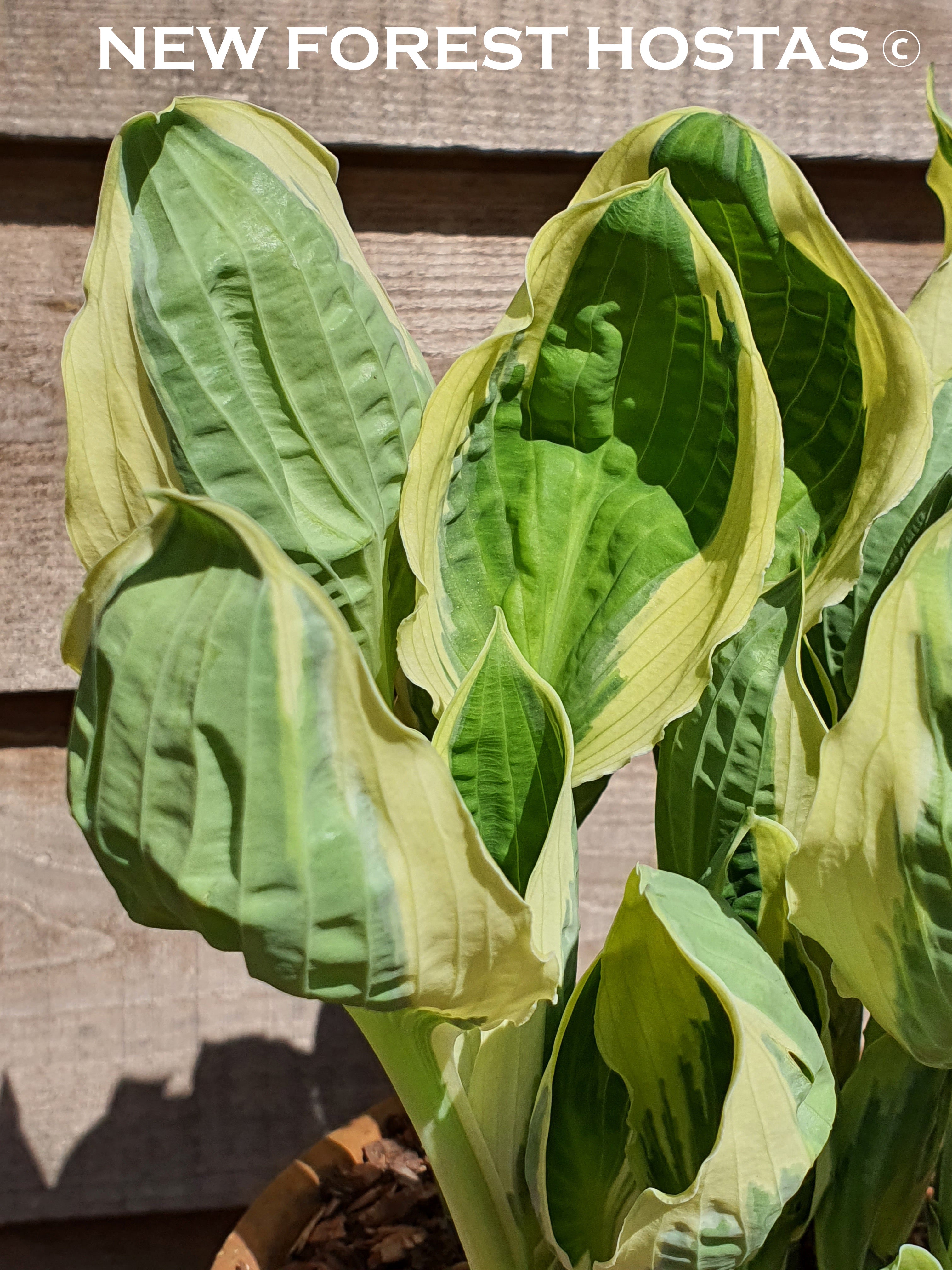 Hosta 'Captain's Adventure' - New Forest Hostas & Hemerocallis