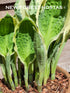 Hosta 'Captain's Adventure' - New Forest Hostas & Hemerocallis