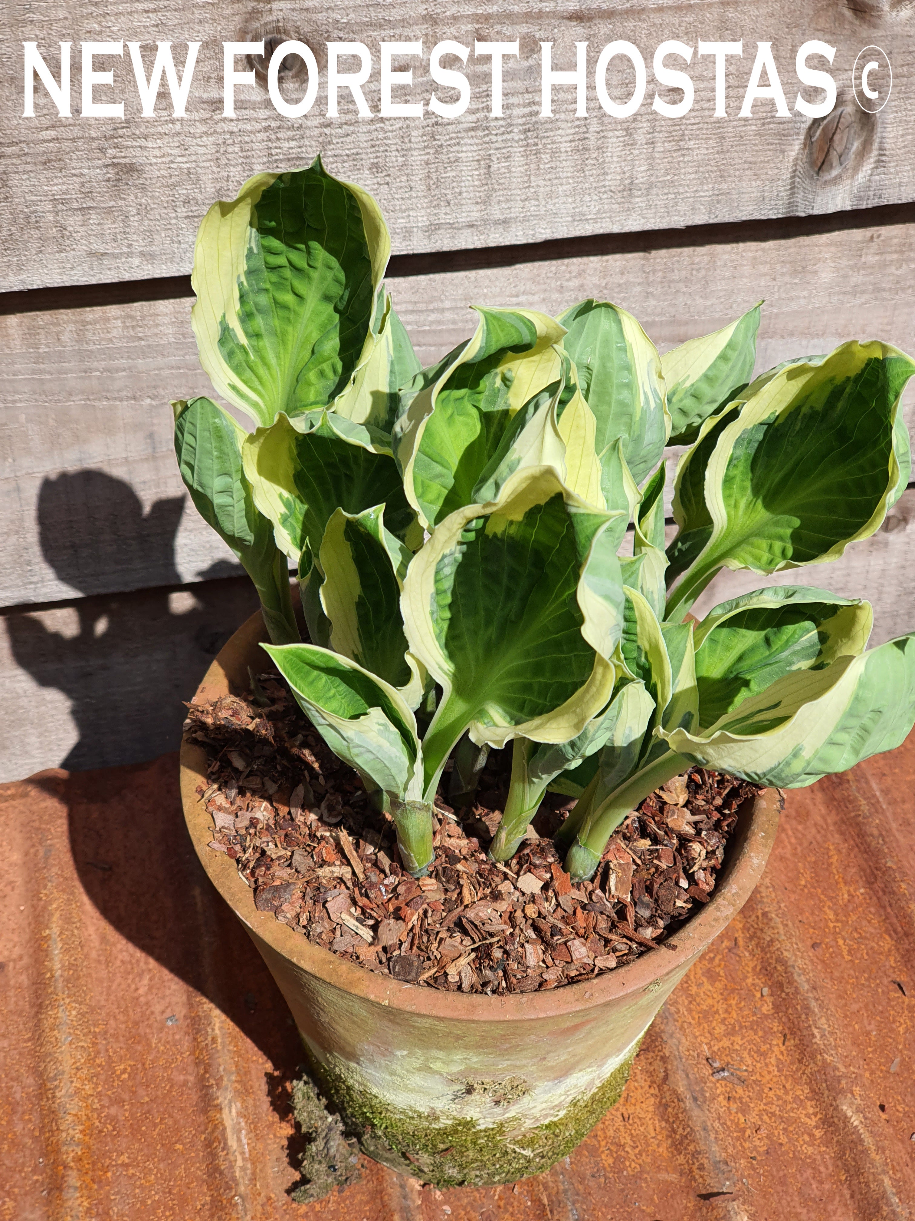 Hosta 'Captain's Adventure' - New Forest Hostas & Hemerocallis